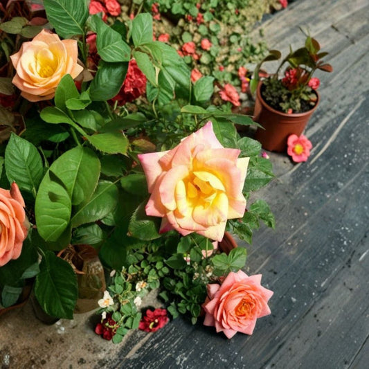 Jacob's Robe Climbing Rose Plant – 2 Gallon Live Rose with Color-Changing Double Blooms, Yellow, Pink & Red, Trellis & Arbor Friendly