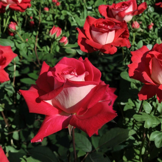 Love Grandiflora Rose Plant – Rosa hybrida, 3 Gallon, Ruby Red & White Fragrant Rose Bush, Live Garden & Landscape Plant