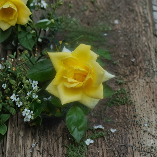 Oregold Grandiflora Rose Bush – 2 Gallon Live Plant, Rooted Flowering Shrub for Garden & Landscape, Easy to Grow