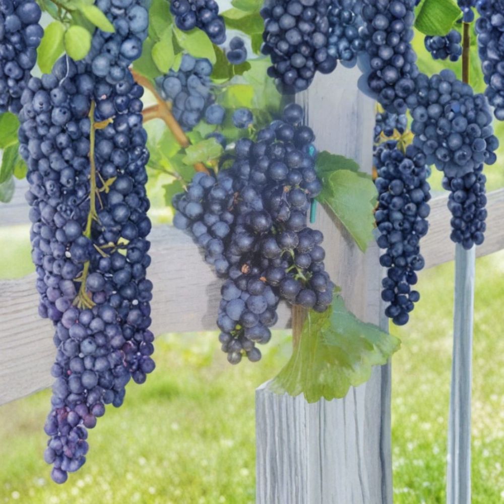 Mars Seedless Grape Vine – Vitis Live Plant, 3 Gallon, Sweet Seedless Fruit, Hardy Climbing Vine for Home Gardens