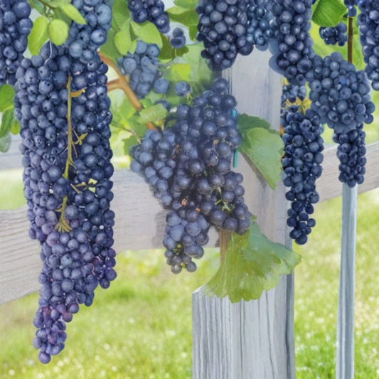 Mars Seedless Grape Vine – Vitis Live Plant, 3 Gallon, Sweet Seedless Fruit, Hardy Climbing Vine for Home Gardens