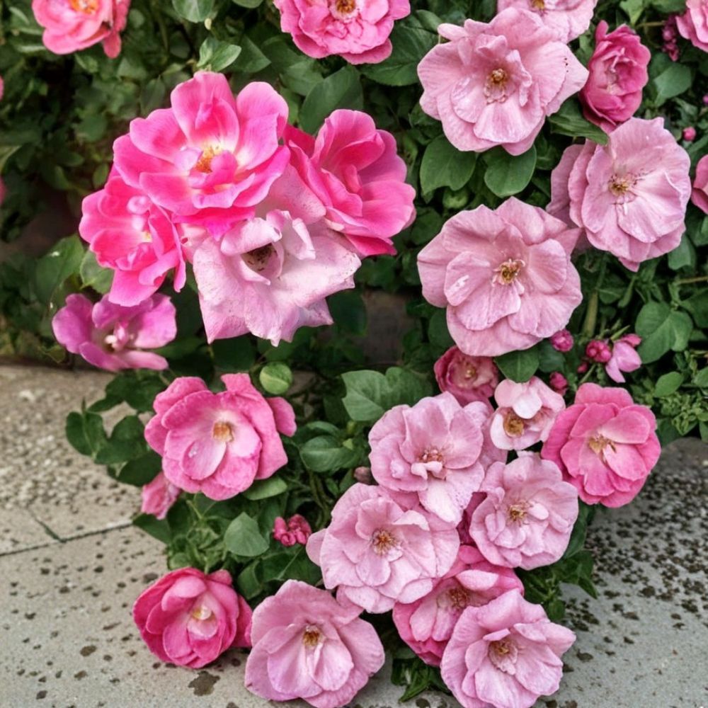 Pink Knock Out® Rose Live Plant – Rosa hybrida, 3 Gallon, Medium Pink Flowering Shrub, Disease Resistant Landscape Rose