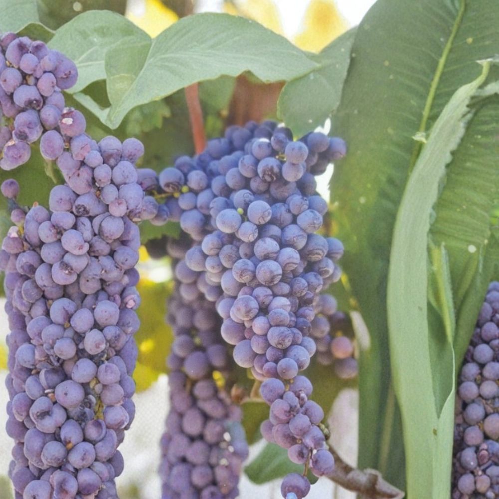 Fredonia Grape Vine Live Plant – Vitis labrusca, 2 Gallon, Cold Hardy Fruit Vine for Trellis & Fence, Easy to Grow