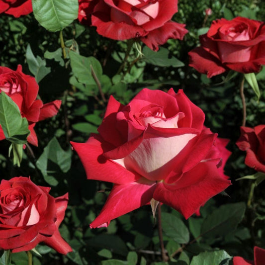 LOVE Grandiflora Rose – Live Bush Plant in 5 Gallon Size, Rooted Rose for Garden & Landscape, Easy to Grow, Vibrant Blooms