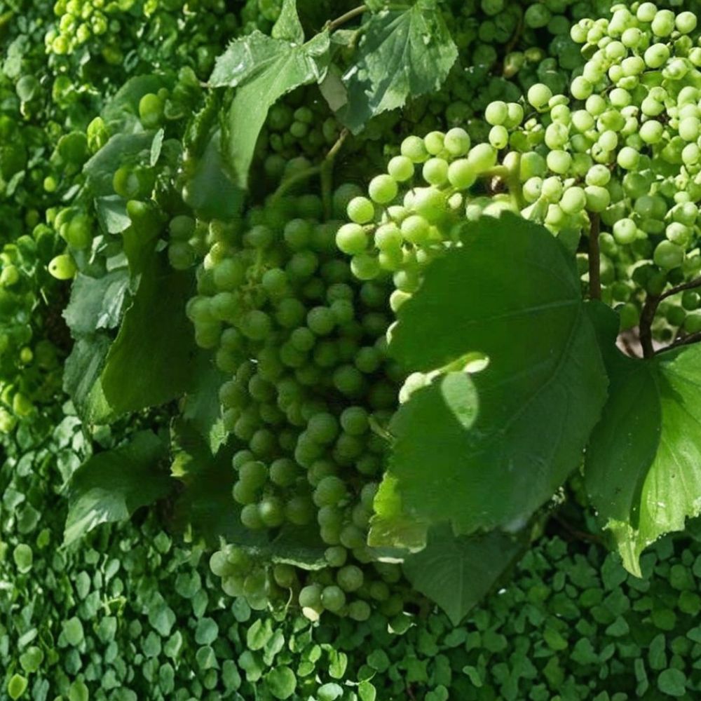 Chardonnay White Wine Grape Vine – Vitis vinifera Live Plant, Self-Fertile, Fast Growing, Vineyard Favorite
