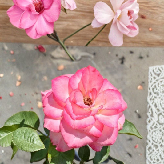 Nichole Everblooming Floribunda Rose Plant – Live 3-Gallon White & Pink Garden Rose Bush, Reblooming, Root Wrapped