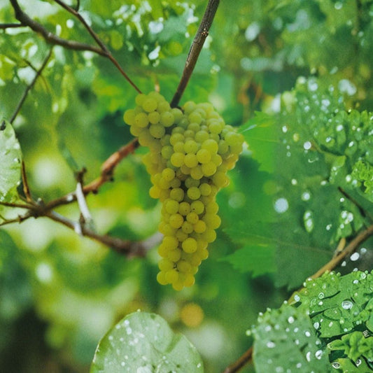Lakemont Seedless White Grape Vine – Live Plant in 2-Gallon Container, Easy to Grow, Vineyard & Backyard Friendly, Vitis vinifera