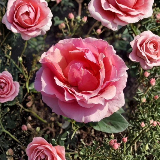 Live Pink Rose Bush – Princesse de Monaco Grandiflora, 3 Gallon Hardy Garden Rose with Bi-Color Blooms