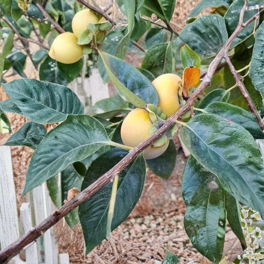 Tam-O-Pan Persimmon Tree – Diospyros kaki Live Fruit Tree, 4–6 Feet, Self-Fertile, Large Sweet Fruit, Easy to Grow