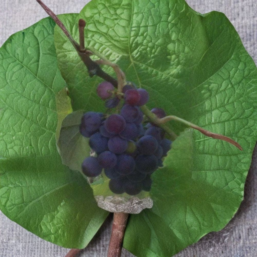 Saturn Blue Seedless Grape Vine – Vitis Live Plant | 1 Gallon | Self-Fertile Blue Grapes | Large Seedless Fruit