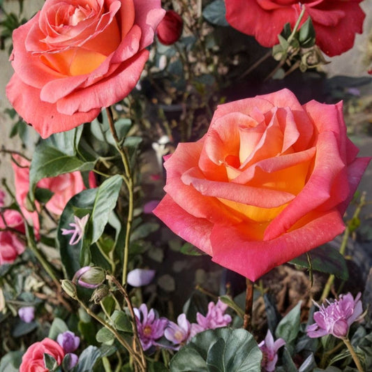 Mikado Hybrid Tea Rose Live Plant – Scarlet Yellow Rose Bush in 5 Gallon Size with Root Ball, Garden & Landscape Friendly