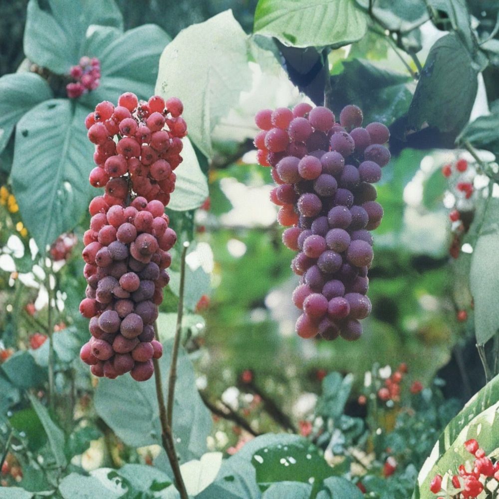 Red Flame Seedless Grape Vine – 3 Gallon Live Plant, Vitis vinifera, Self-Fertile, Sweet Red Seedless Fruit, Easy to Grow
