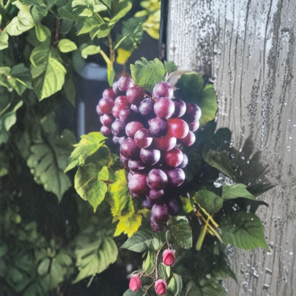 Black Beauty Muscadine Grape Vine – Vitis rotundifolia, 1 Gallon Live Plant with Root Ball, Sweet Black Grapes, Vineyard & Garden Suitable