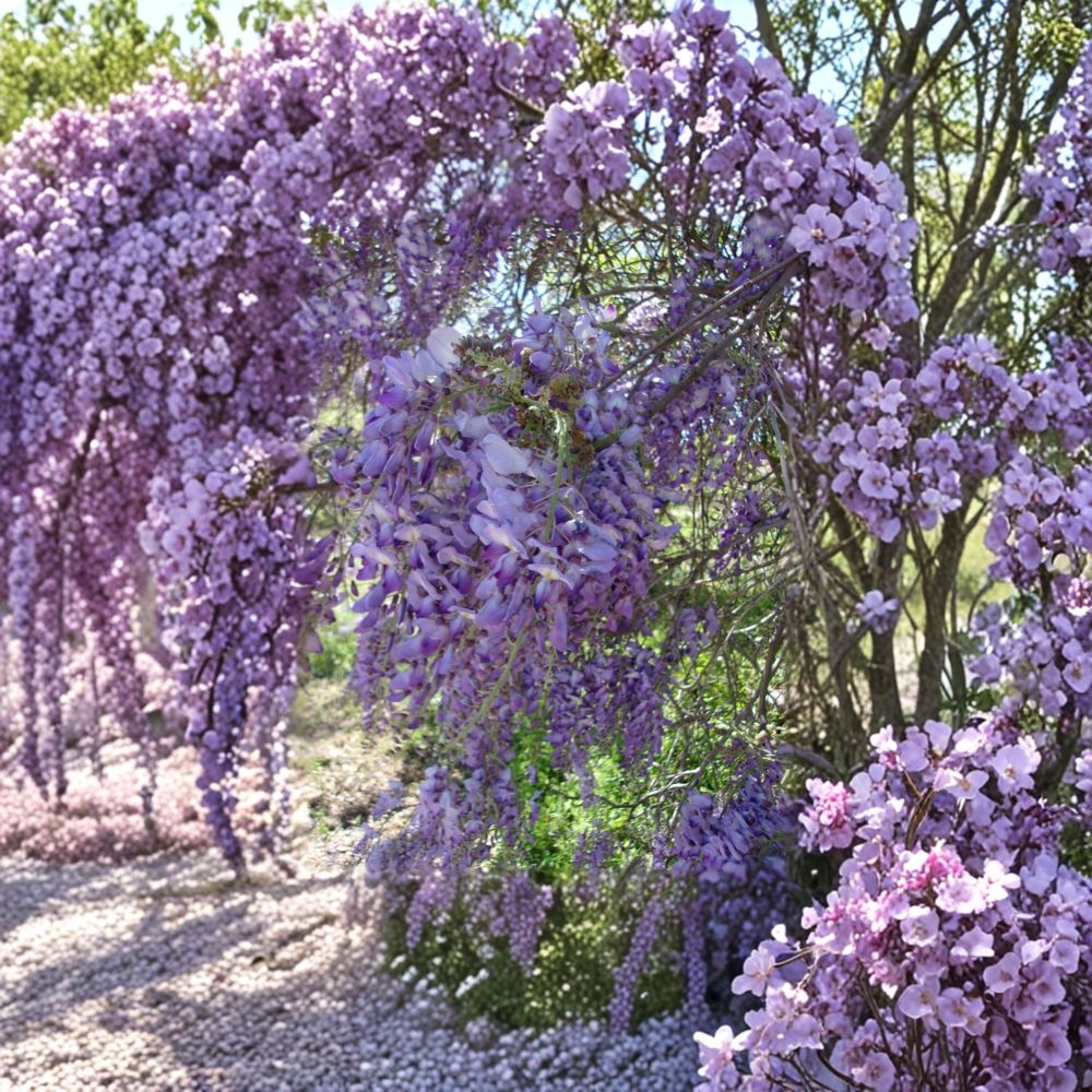 Purple Wisteria Vine Plant – 2 Gallon Live Flowering Climber with Roots, Garden-Friendly, Easy to Grow, Wisteria sinensis