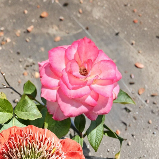 Nichole Floribunda Rose Live Plant – 2 Gallon White Pink Everblooming Rose Bush with Root Ball for Garden & Landscape