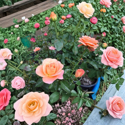 New Year Grandiflora Rose Bush – 2 Gallon Live Plant, Rooted, Garden & Landscape Ready, Easy to Grow, Vibrant Blooms, Rosa × grandiflora