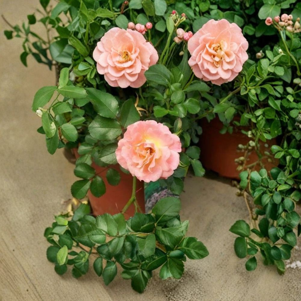 Peach Drift Rose – Live Groundcover Rose Bush | 3 Gallon | Peach Blooms | Low Growing Landscape Rose | Easy Care Flowering Shrub