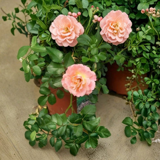 Peach Drift Rose – Live Groundcover Rose Bush | 3 Gallon | Peach Blooms | Low Growing Landscape Rose | Easy Care Flowering Shrub