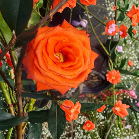 Marina Floribunda Rose Live Plant – Salmon Orange Everblooming Rose Bush in 5 Gallon Size with Root Ball | Garden & Landscape