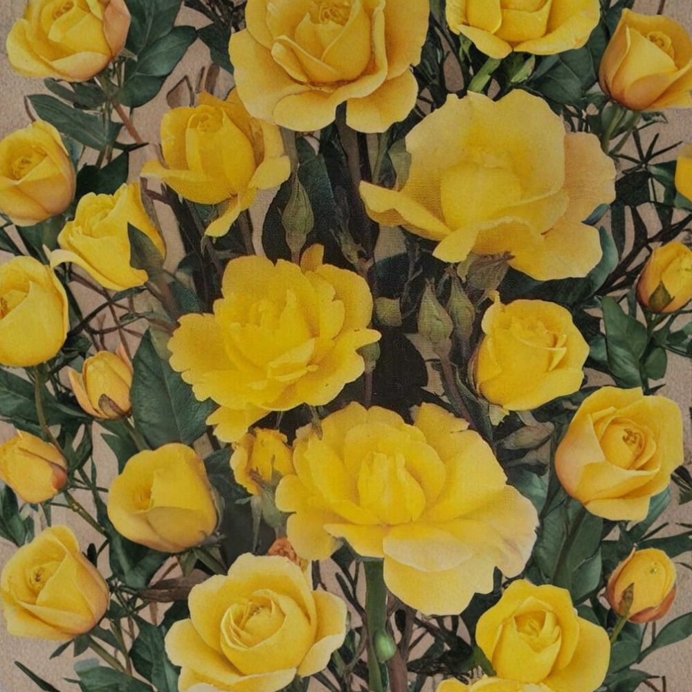 Climbing Golden Showers Rose – Rosa hybrida Live Plant, 2 Gallon, Daffodil Yellow, Garden & Trellis, Easy to Grow