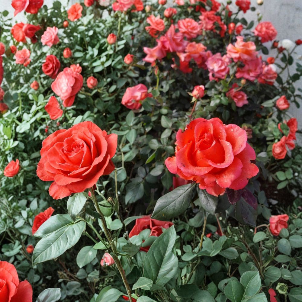 Ring of Fire Hybrid Tea Rose – Rosa Live Plant, 3 Gallon, Fiery Red Orange Blooms, Garden Rose, Easy to Grow