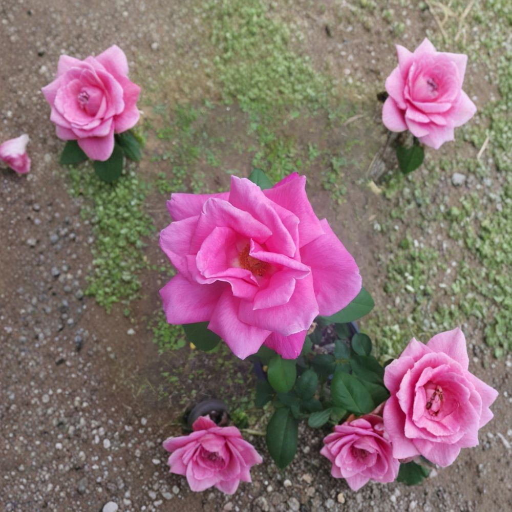 Perfume Delight Hybrid Tea Rose Live Plant – Fragrant Pink Blooms, Garden Rose, Rosa | 5 Gallon Size