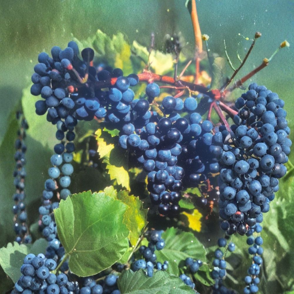 Concord Grape Vine – Vitis labrusca Live Plant in 1 Gallon Container – Sweet Juice & Jelly Fruit Vine for Garden, Easy to Grow