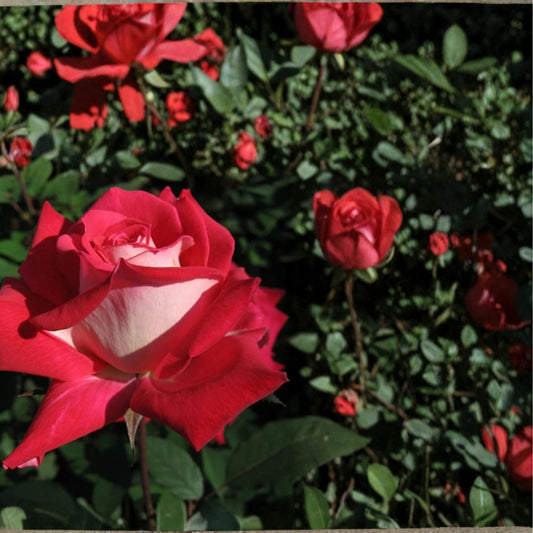 Love Grandiflora Rose Plant – 5 Gallon Live Rose Bush with Ruby Red & White Blooms, Fragrant, Easy to Grow