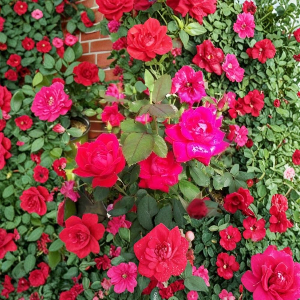 Double Knock Out® Red Rose Bush – Live 1-Gallon Flowering Shrub with Root Ball, Disease-Resistant Garden Rose Plant