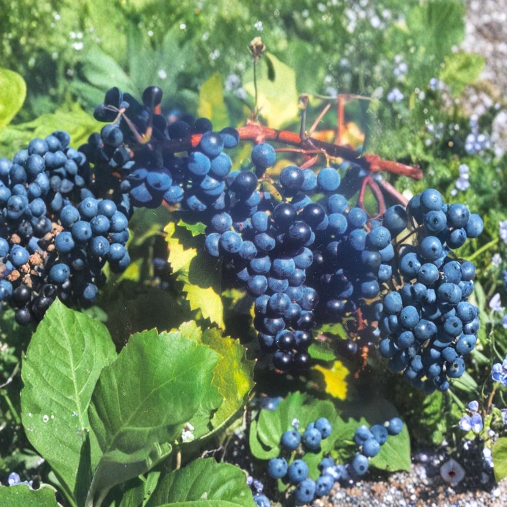 Concord Grape Vine Live Plant 1 Gallon Vitis labrusca Sweet Fruit Producing Vine for Vineyard & Garden