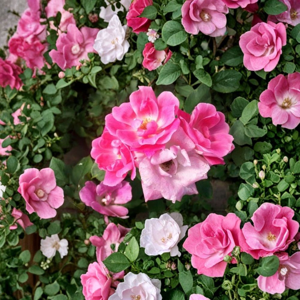 Pink Knock Out® Rose Shrub – Rosa 'RADcon' 2 Gallon, Medium Pink Blooms, Disease Resistant, Easy Care Landscape Plant