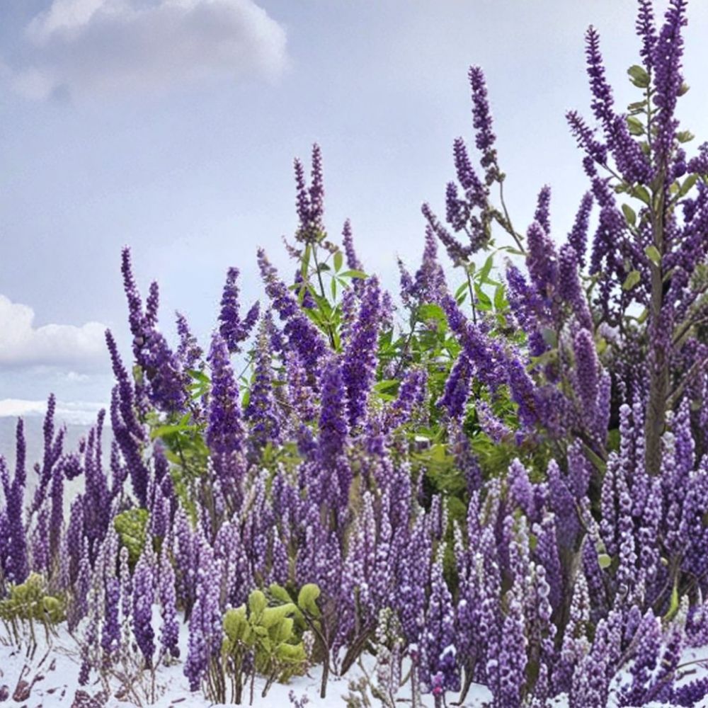 Shoal Creek Vitex Tree – Live Flowering Tree in 3 Gallon Pot, Pollinator-Friendly, Easy to Grow, Landscape Tree, Vitex agnus-castus