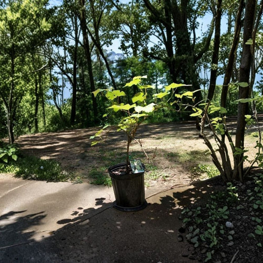 Niagara Grape Vine Live Plant – 1 Gallon, Sweet White Grapes, Hardy Fruit Vine, Vitis vinifera