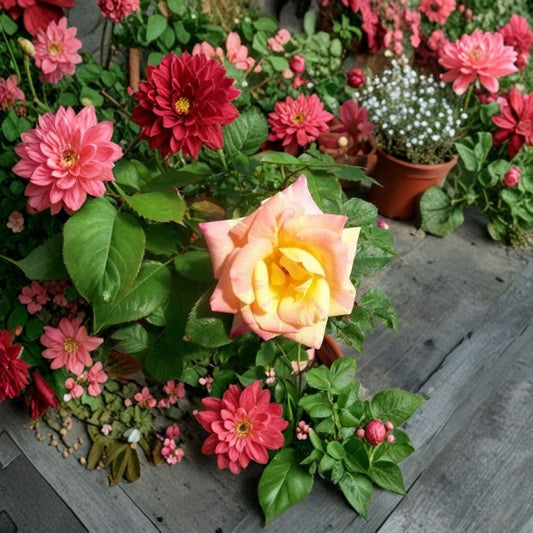 Jacob's Robe Climbing Rose – Rosa hybrida 5 Gallon Live Plant with Yellow, Pink, Red Double Blooms, Garden & Trellis Friendly