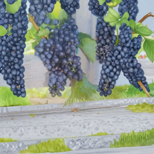 Mars Seedless Grape Vine – Vitis Live Plant, 3 Gallon, Sweet Seedless Fruit, Hardy Hardy Fruit Vine for Home Gardens