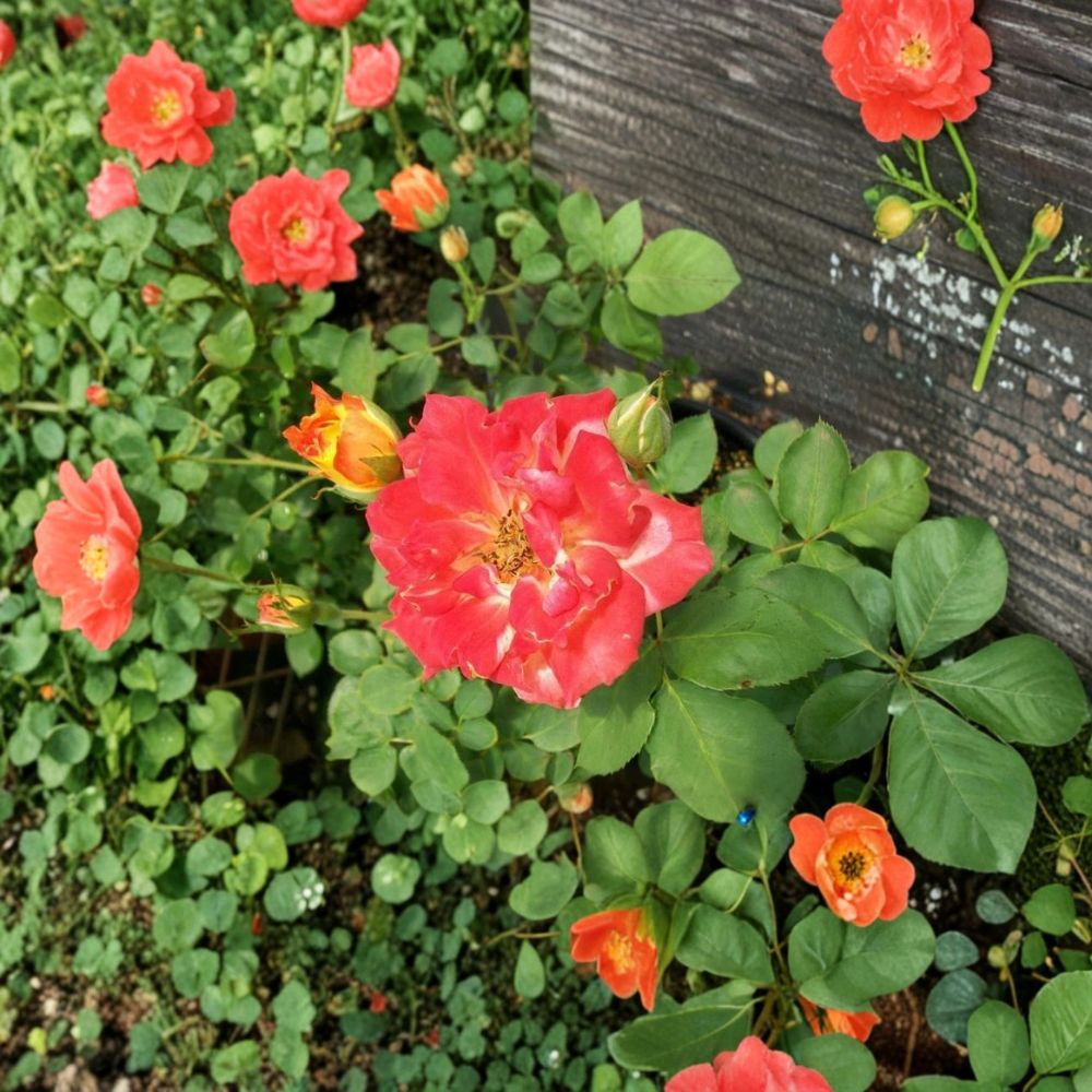 Pinata Rose Live Bush Plant 5 Gallon | Rooted Rose for Garden & Landscape | Easy to Grow, Vibrant Color Rosa 'Pinata'