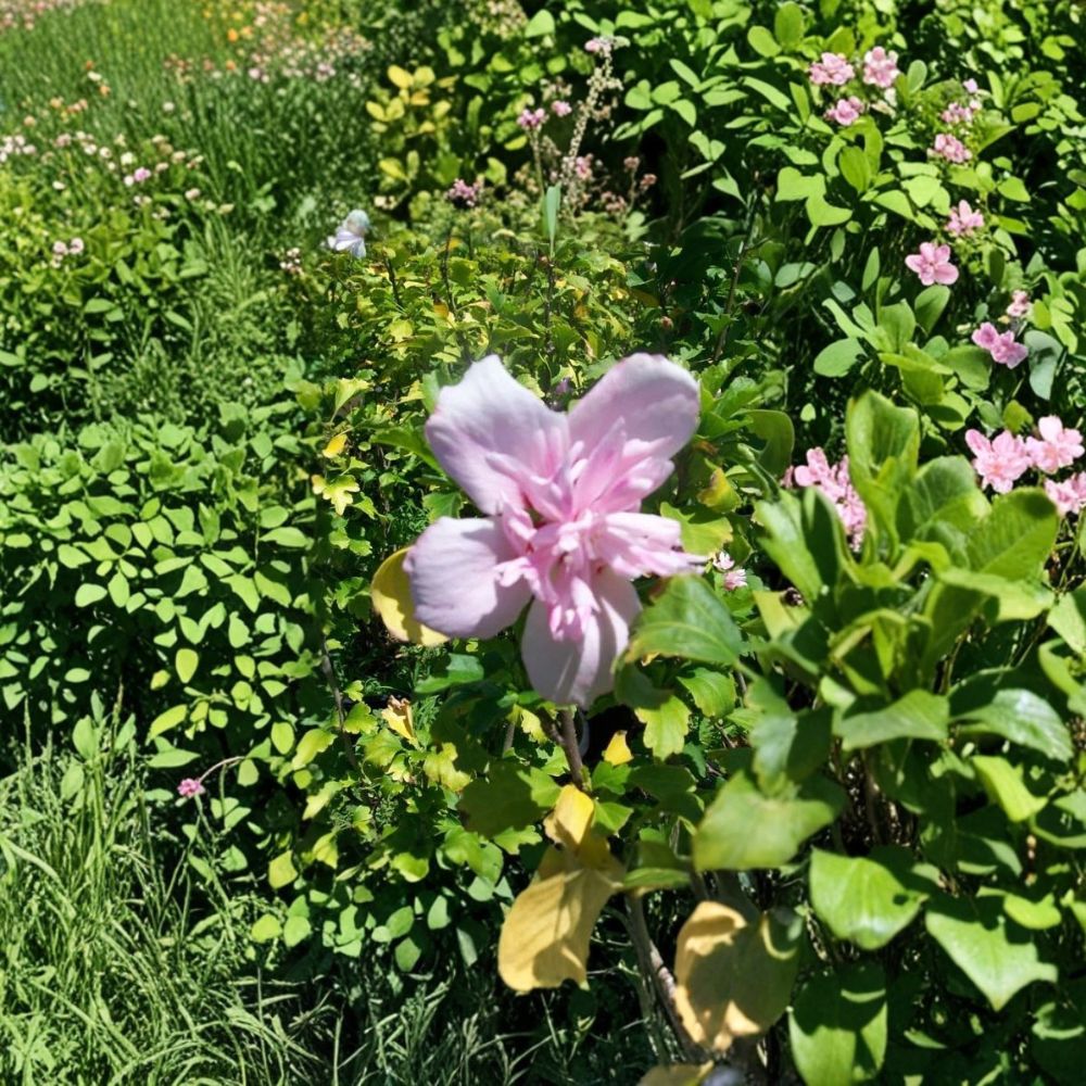 Double Flower Pink Rose of Sharon Live Plant | 1 Gallon Hibiscus syriacus Hardy Shrub with Double Pink Blooms