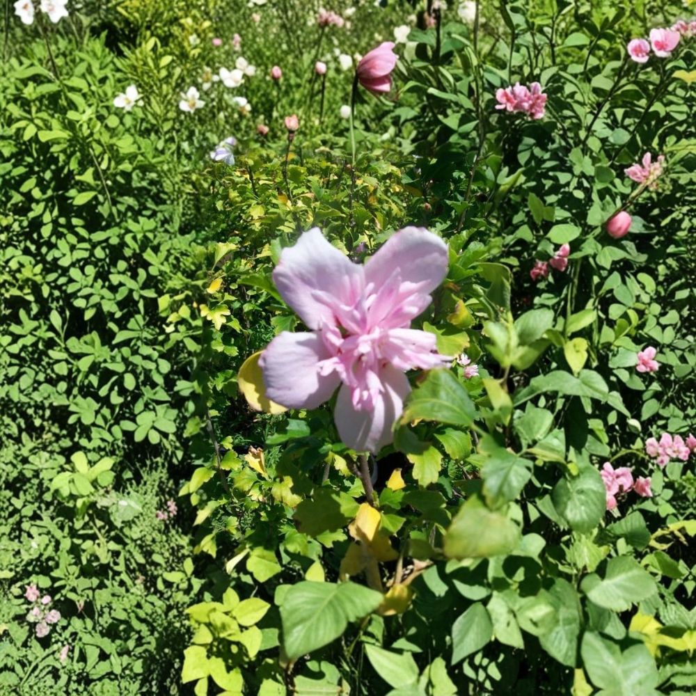 Double Flower Pink Althea Live Plant | 1 Gallon Hibiscus syriacus Rose of Sharon Shrub with Double Pink Blooms