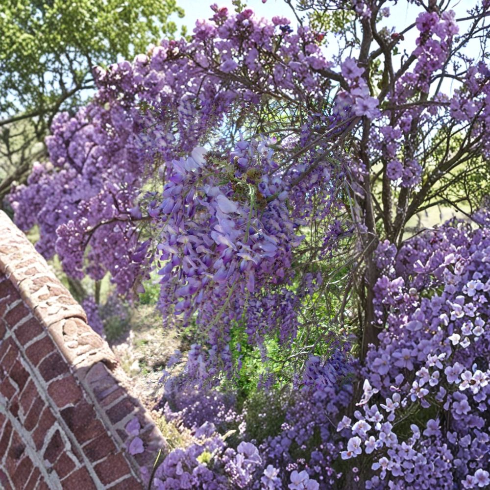 Purple Wisteria Vine – Live Climbing Plant in 2 Gallon Pot with Fragrant Purple Flowers, Fast Growing Wisteria (Wisteria sinensis)