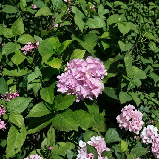 Nikko Blue Hydrangea Live Plant – 3 Gallon Blue Flowering Shrub with Root Ball – Garden & Landscape Friendly Hydrangea macrophylla