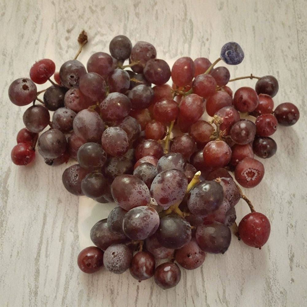 Vanessa Red Seedless Grape Vine – Vitis Live Plant, 2 Gallon, Self-Fertile, Sweet Red Seedless Grapes, Easy to Grow