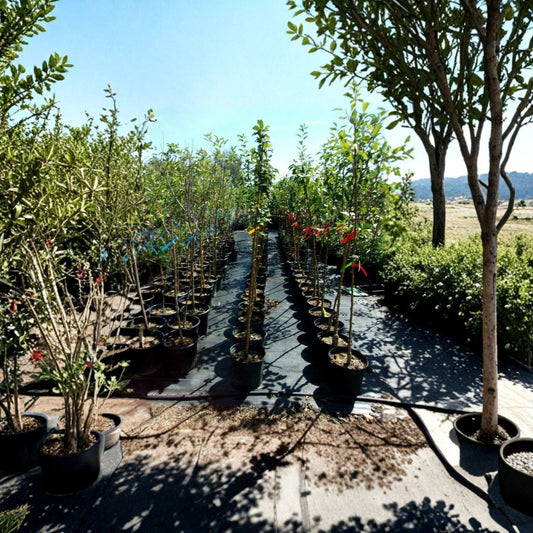 Harvest Gold Crabapple Tree – Live Fruiting Tree with Spring Blooms & Golden Fruit – Malus | 8–9 Feet Tall Landscape Tree