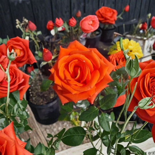 Marina Everblooming Floribunda Rose Live Plant – Salmon Orange Blooms, Repeat Flowering, 2 Gallon Garden Rose Bush, Rosa