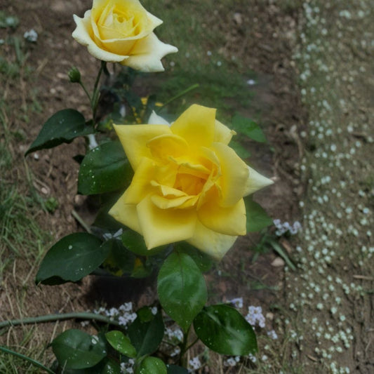 Oregold Grandiflora Rose Bush – 5 Gallon Live Plant with Roots, Garden & Landscape Friendly, Easy to Grow, Vibrant Fragrant Shrub