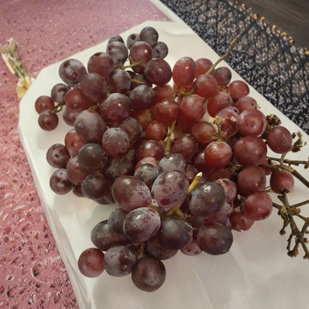 Vanessa Red Seedless Grape Vine – Vitis vinifera Live Plant, 2 Gallon, Seedless Red Fruit, Garden & Vineyard Friendly