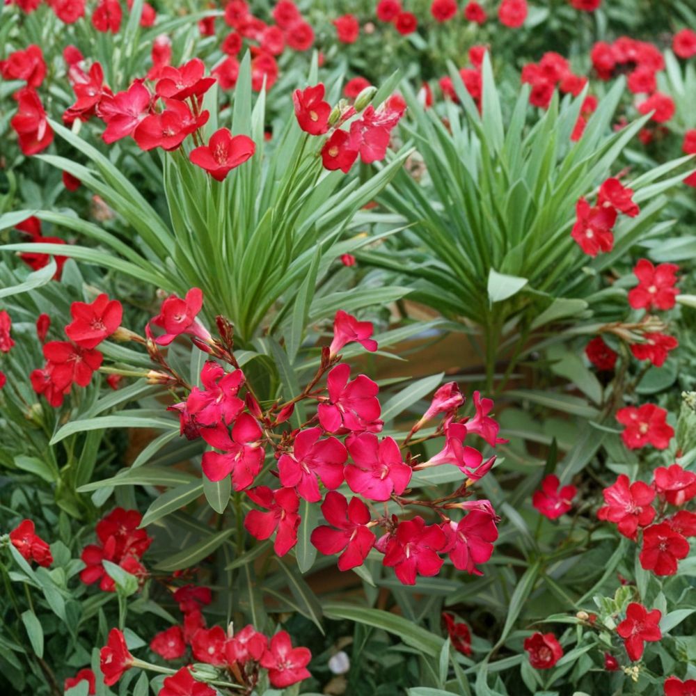 Red Oleander Live Plant – 2 Gallon Size, Red Flowering Evergreen Shrub, Nerium oleander, Landscape Plant, Easy to Grow