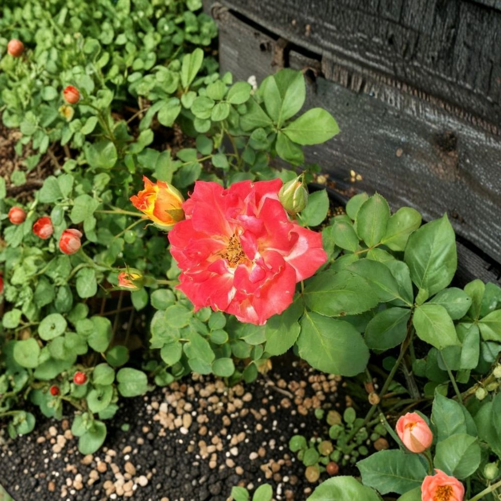 Pinata Rose Live Plant – Climbing Rose with Yellow-Orange Blooms – 5 Gallon Garden Favorite Rosa