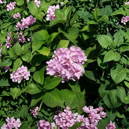 Nikko Blue Hydrangea Live Flowering Shrub 3 Gallon Rooted Plant for Garden Landscape Easy to Grow