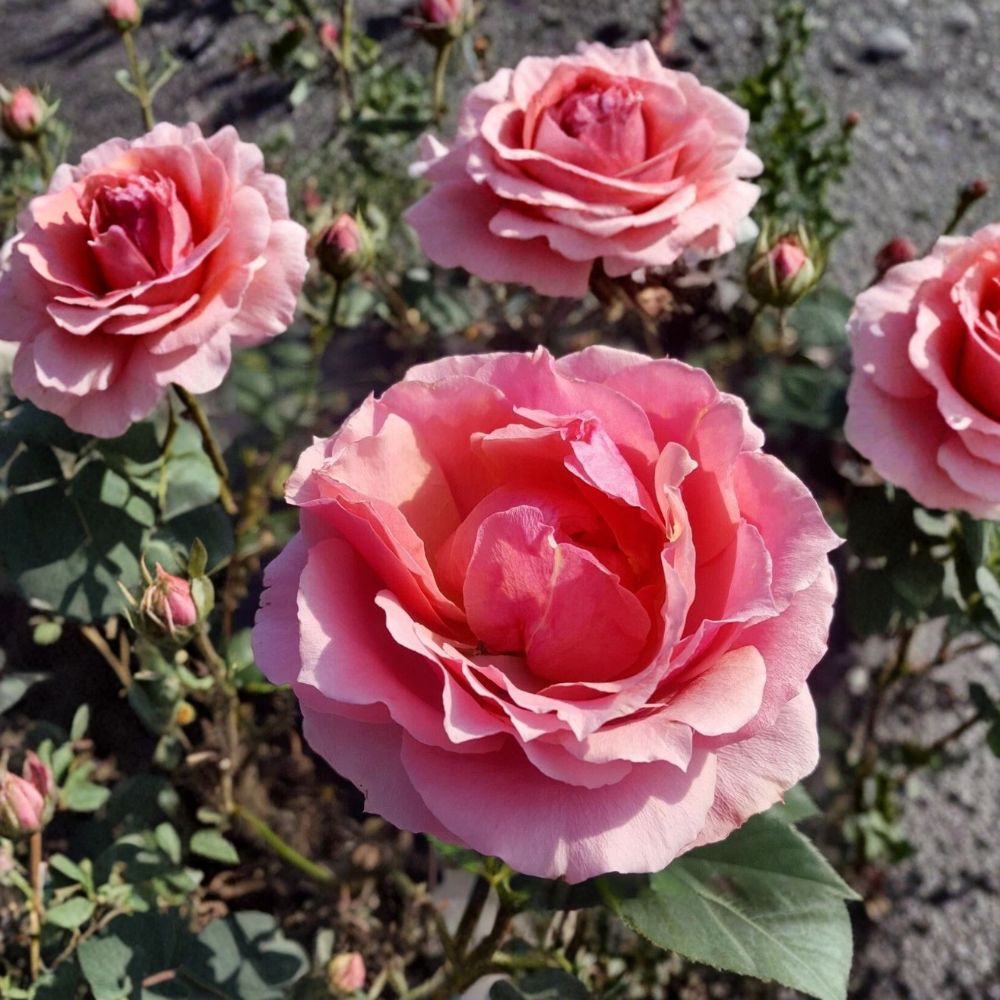 Princesse de Monaco Grandiflora Rose – Live Garden Rose Plant | Pink & Cream Blooms | Easy to Grow | Rosa