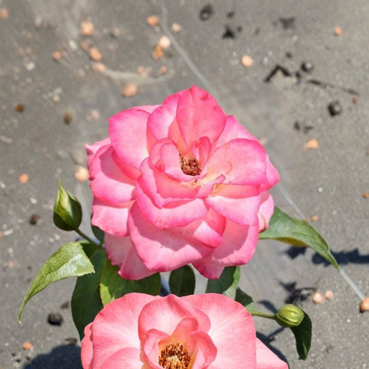 Nichole Everblooming Floribunda Rose Live Plant – 5 Gallon White & Pink Blooms, Repeat Flowering Rose Bush, Easy to Grow Rosa
